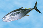 宮崎県漁業協同組合連合会